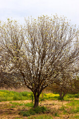 Single white Prunus dulcis (Almond Trees) in the center on a field partly with green grass