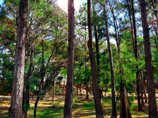 trees in the park