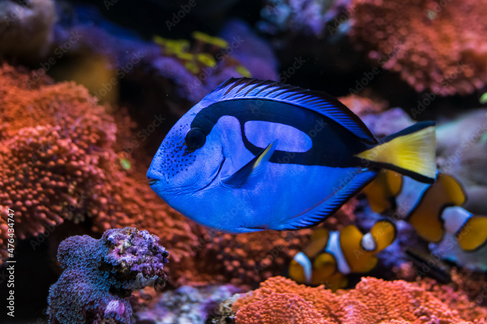 Wall mural Paracanthurus hepatus, Blue tang  in Home Coral reef aquarium. Selective focus.