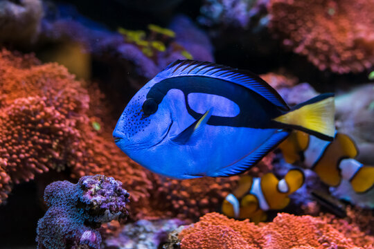 Paracanthurus hepatus, Blue tang  in Home Coral reef aquarium. Selective focus.