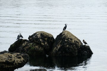 Fototapeta premium Groupe de cormorans .