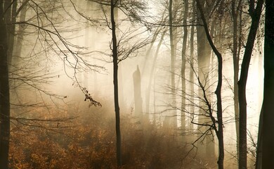 Obraz premium Forest in capturing the winter inversion that mutigned it