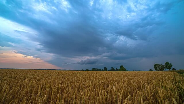 Timelapse video over ripe wheat field with expressively beautiful cloudy blue sky at sunset.