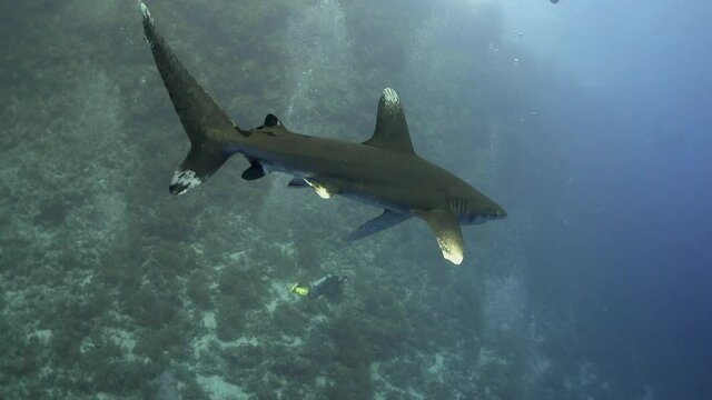 An oceanic whitetip shark (Carcharhinus longimanus) in the Red Sea approaching a filming scuba diver, Brother Islands, Egypt	