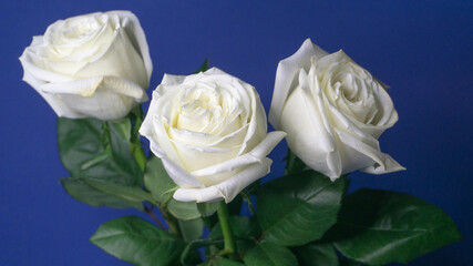 White roses in a glass vase, photo on a blue background