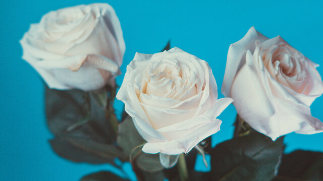 White roses in a glass vase, photo on a blue background