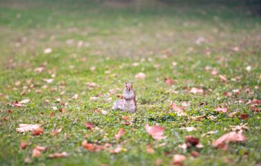 Squirrel in the grass	
