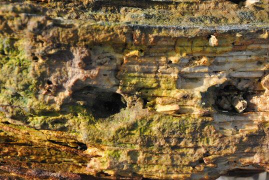 Old shabby tree trunk surface with green moss,  holes from termite damage, texture close up detail