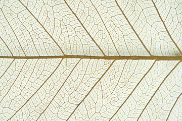 Structure of the dried leaf plant closeup. background from tree leaf .               