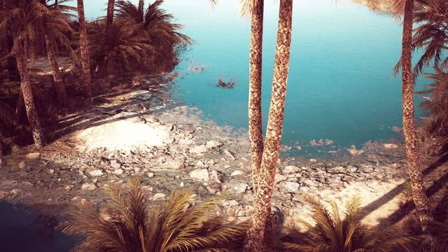 pond and palm trees in desert oasis