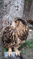 Owl looking to the left standing on a metal box at the zoo park in Belgrade, Serbia