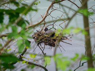 nid de foulque à la Base de Loisirs de Verneuil sur Seine en France