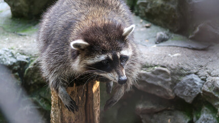 Raccoon with tears in eyes in the zoo park in Belgrade, Serbia