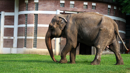 Fototapeta na wymiar Elephant at the zoo park in Belgrade, Serbia