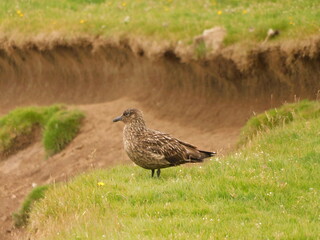 Close up of a brown atlantic seagull bird