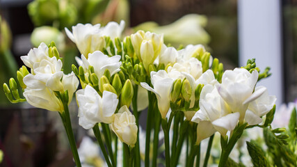 white spring flowers