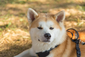 a large portrait of a domestic dog of the Shiba Inu breed in nature lies on