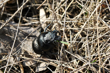 Lucanus cervus (European stag beetle) female on dry gras background top view
