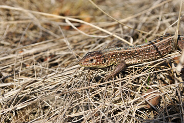 Close up detail of sand lizard (Lacerta agilis) female sunbathing camouflaged on background of dry grass