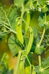 Green pea fruits on the plant.