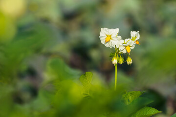 White flowers of potatoes on the plant.