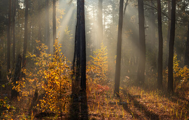 Fototapeta na wymiar The sun's rays pierce the branches of the trees. Beautiful autumn morning in the forest.