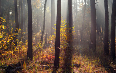 Obraz premium The sun's rays pierce the branches of the trees. Beautiful autumn morning in the forest.