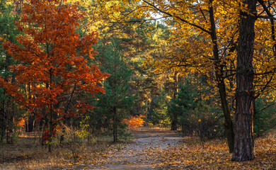 Autumn has decorated the forest with its colors. The leaves turned yellow, orange, red.