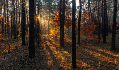 Fototapeta premium The sun's rays pierce the branches of the trees. Beautiful autumn morning in the forest.