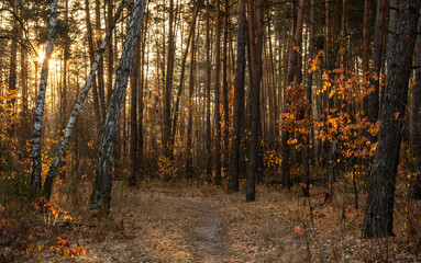 Fototapeta premium The sun's rays pierce the branches of the trees. Beautiful autumn morning in the forest.