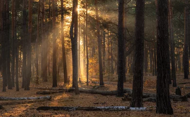Fototapeten Die Sonnenstrahlen durchdringen die Zweige der Bäume. Schöner Herbstmorgen im Wald. © Mykhailo