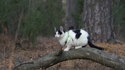 Pet cat on a walk outdoors wearing leash and harness walks. Woman walks with her fluffy cat on leash in forest on a green lawn. Cute kitten walks in the park with the owner. Pet care.