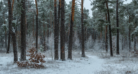 Snow fell to the ground and trees. Cold winter weather.