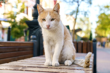 Ginger cat sits on bench on street in city, homeless animal looks at camera. Looking for loving owners