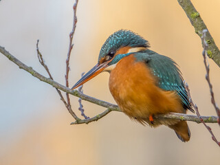 Kingfisher Lady / Eisvogel Dame