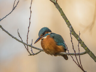 Kingfisher Lady