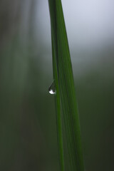 Drops of dew on a green grass, Earth Day, nature wallpaper, macro drop, closeup foliage