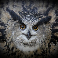 Eagle owl
