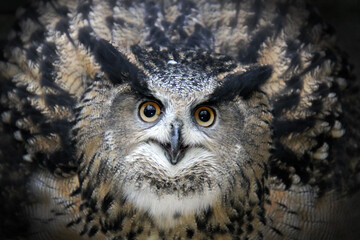 eurasian eagle owll (bubo bubo)
