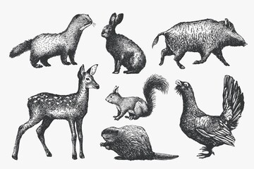 A set of forest animals, hand-drawn graphics, sketches, linear drawings in vintage style. Vector illustration.