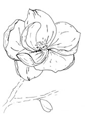 Graphics, sketch, flower