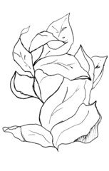 Graphics, sketch, flower