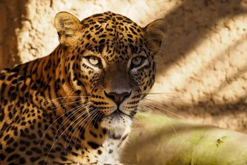  Ceylon leopard portrait relaxes in captivity. © lapis2380
