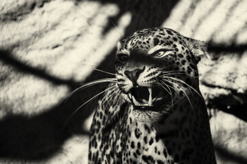 Ceylon leopard portrait values ​​teeth.