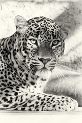 Ceylon leopard portrait relaxes in captivity black and white.