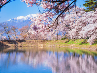 Obraz premium 春イメージ 信州の桜風景
