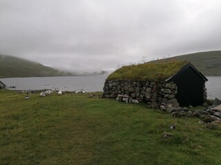 Obraz premium The cute and cozy old historical houses of the Faroe Islands with grass on the roof