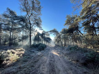 Sunlight through the trees at the Holterberg