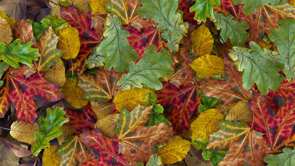autumn leaf background fall season forest pattern nature 3D illustration