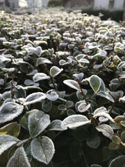 Green leaves of a plant covered with hoarfrost. Beautiful natural background with frost on the grass. Frozen flower. Rime ice on grass blades in the garden during frosts. Cold. Winter background.